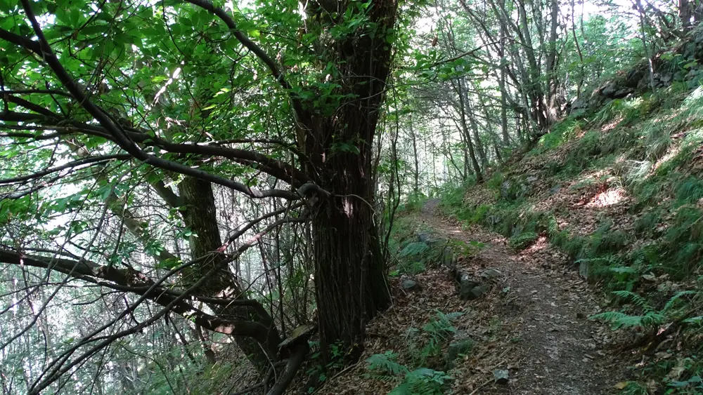 forest path tracciolino