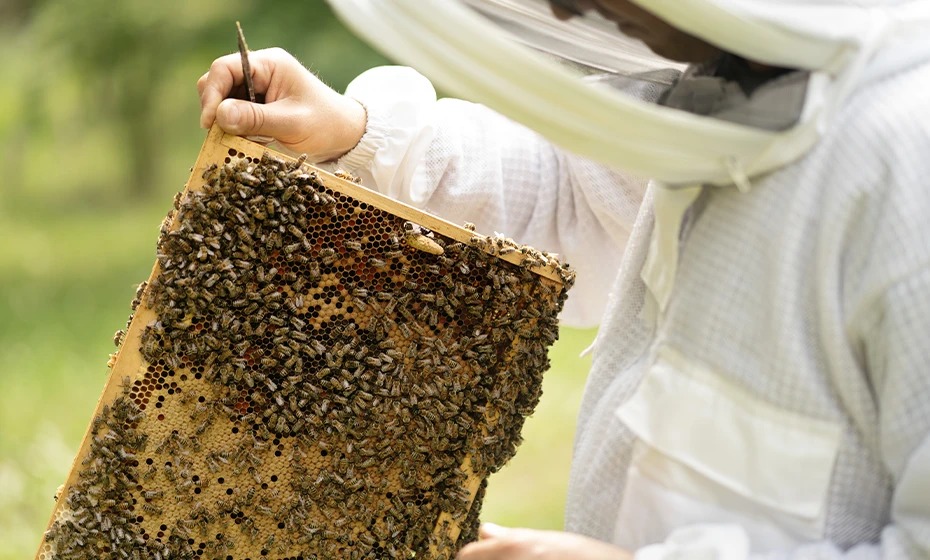 favo arnia api apicoltore