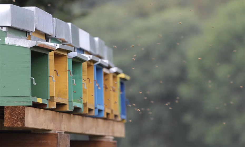 bees beehives monastery torba