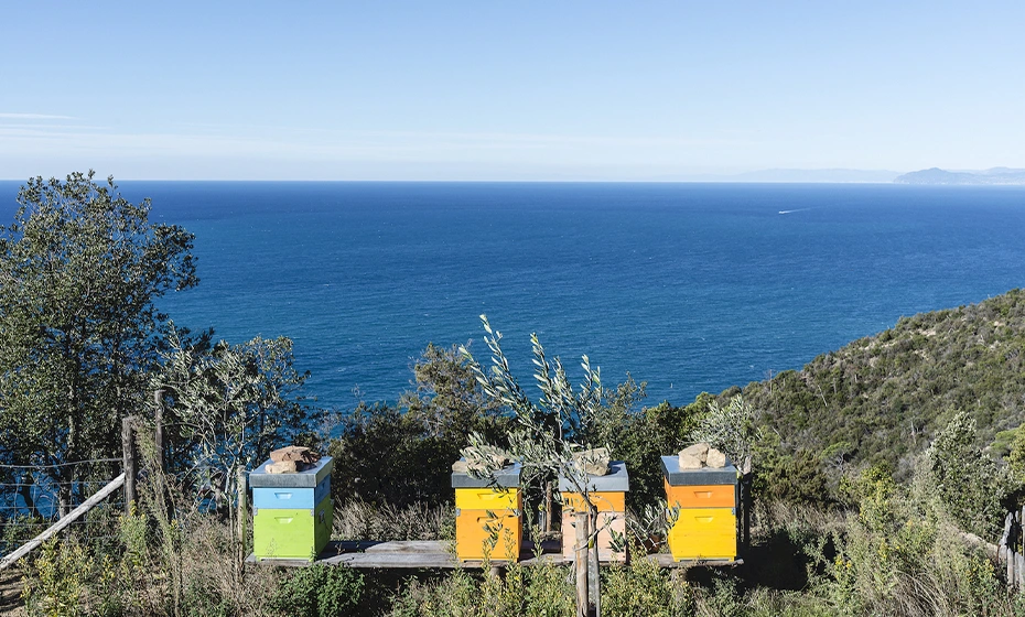 bees beehives monastery torba
