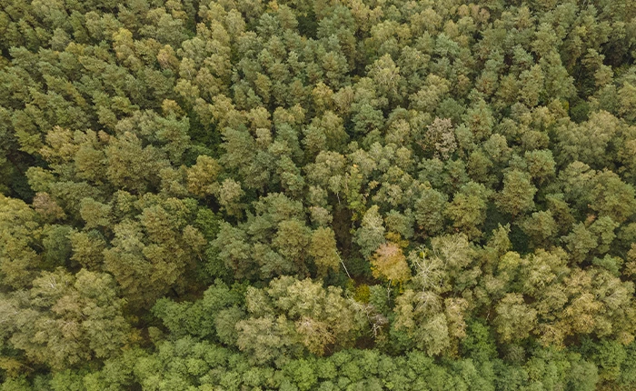 view high fronds trees forest