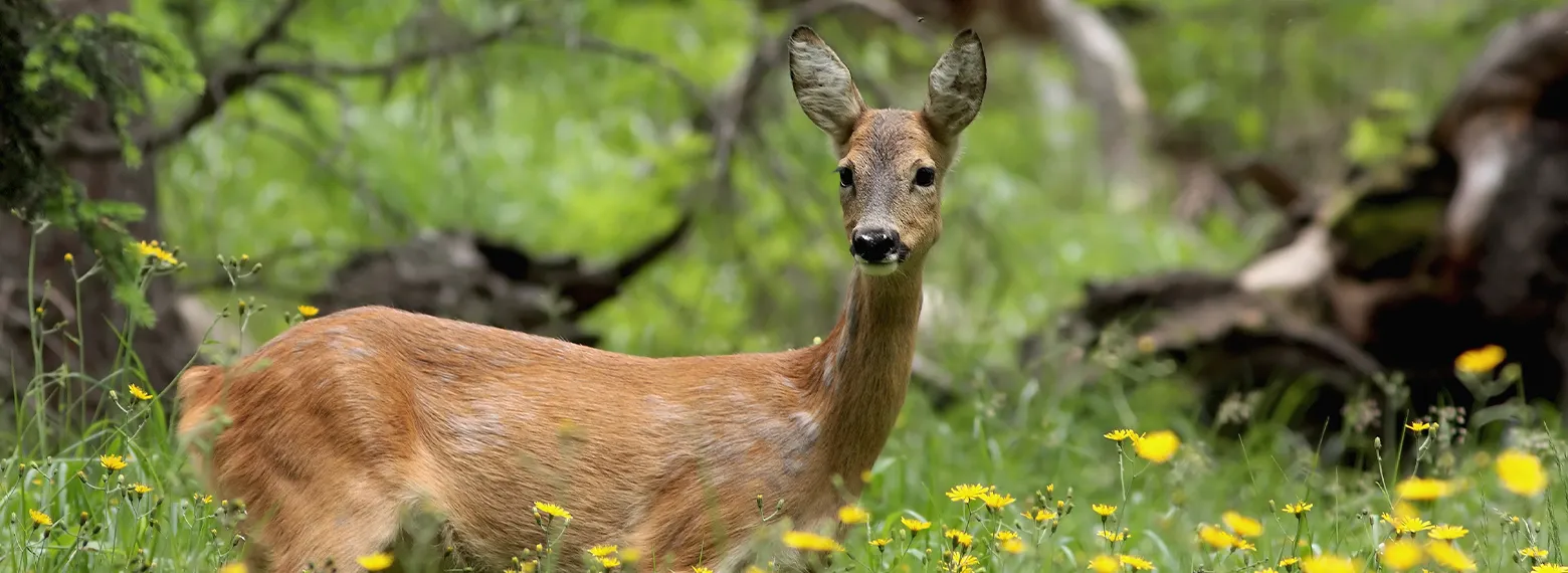 daino bosco fiori gialli