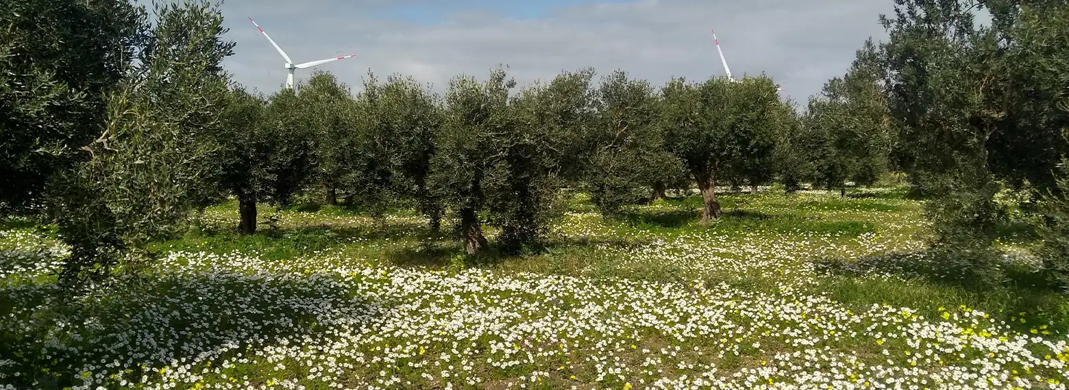 Uliveto sfondo pale eoliche Mazara Vallo